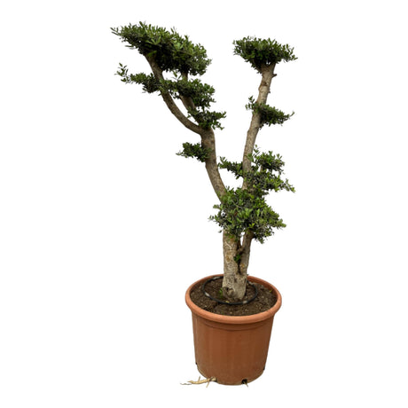 Bonsai olijfboom Olea Pompon met unieke pompon-vorm