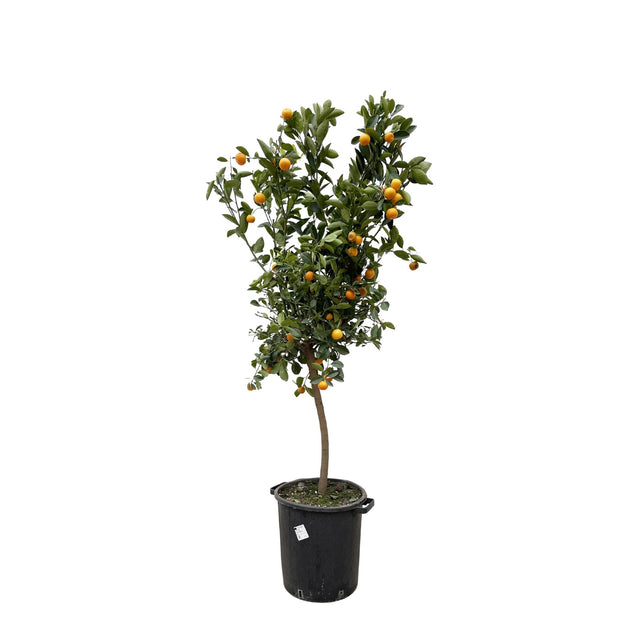 Citrus Calamondin van 190 cm hoog met glanzende bladeren en oranje vruchten.