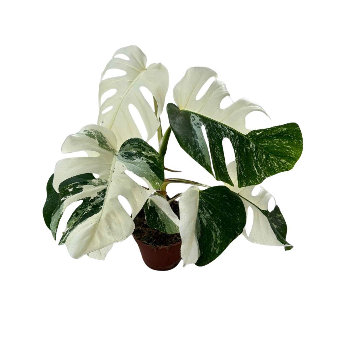 Monstera Deliciosa Variegata Super White -↕ 50 cm hoog  ⟷ 15 cm pot