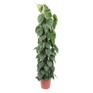 Philodendron