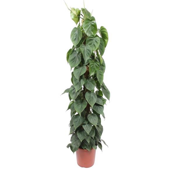 Philodendron Scandens mosstok ↕ 150 cm hoog  ⟷ 27 cm pot