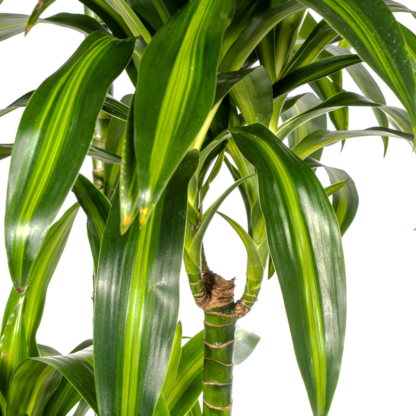 Dracaena Deremensis Hawaiian Sunshine ↕ 170 cm hoog  ⟷ 27 cm pot