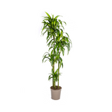 Dracaena Deremensis Hawaiian Sunshine ↕ 170 cm hoog  ⟷ 27 cm pot