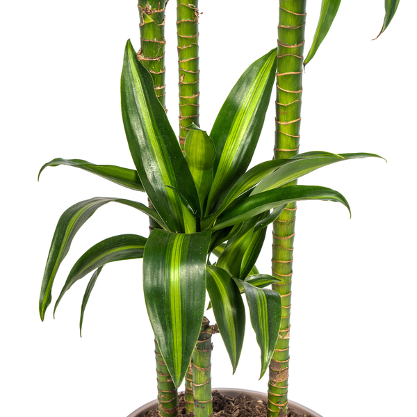 Dracaena Deremensis Hawaiian Sunshine ↕ 170 cm hoog  ⟷ 27 cm pot