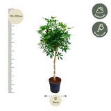 Schefflera op stam ↕ 170 cm hoog  ⟷ 35 cm pot