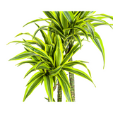 Dracaena Deremensis Lemon Lime ↕ 170 cm hoog  ⟷ 27 cm pot