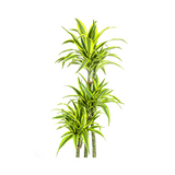 Dracaena Deremensis Lemon Lime ↕ 170 cm hoog  ⟷ 27 cm pot