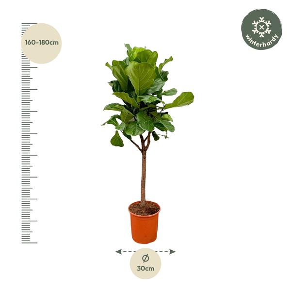 Ficus Lyrata boom - 180cm - ⌀30