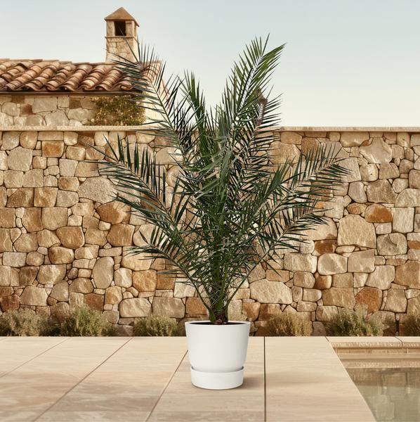 Phoenix Canariensis  ↕ 180 cm hoog  ⟷ 24 cm pot