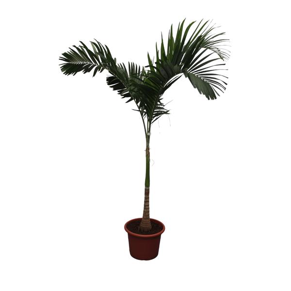 Veitchia Merrillii ↕ 250 cm hoog  ⟷ 45 cm pot