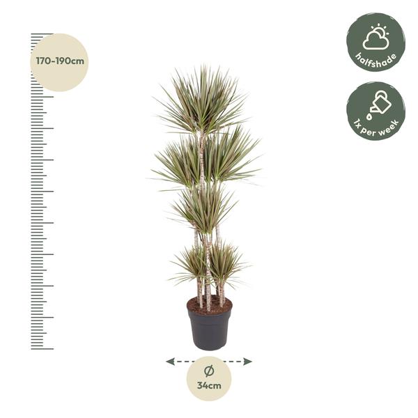 Dracaena Bicolor Carrousel - 190 cm - ø34