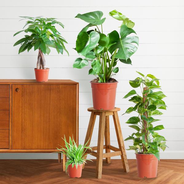 Plantaza Plantenbox - medium - zonder sierpot