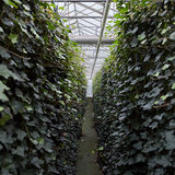 Hedera Hibernica - Klimop - Kant-en-Klaar Haag |  ↔120cm - ↨180 cm