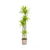 Dracaena Deremensis Lemon Lime ↕ 170 cm hoog  ⟷ 27 cm pot