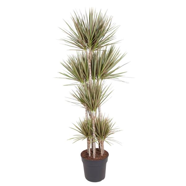 Dracaena Bicolor Carrousel - 190 cm - ø34