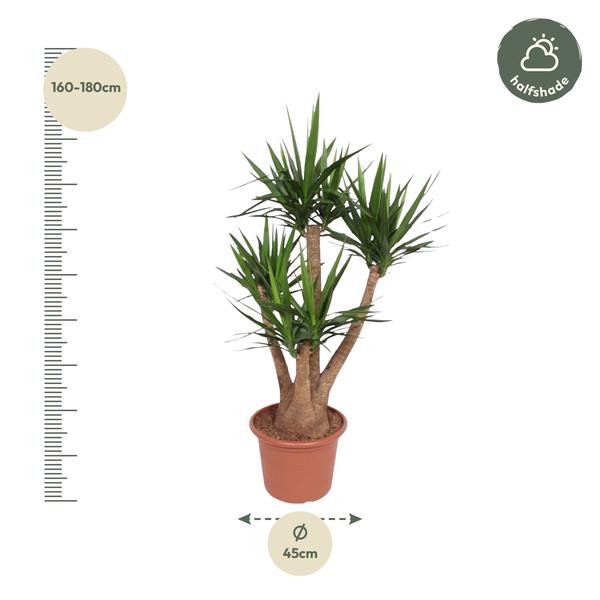 Yucca Elephantipes vertakt - 160 cm - ø45