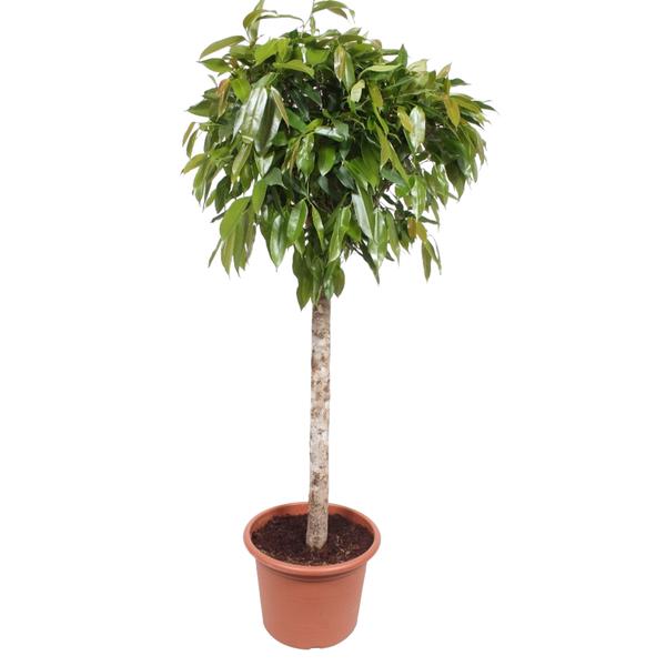 Ficus Amstel King ↕ 170 cm hoog  ⟷ 40 cm pot