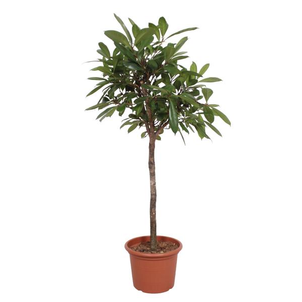 Ficus Cyathistipula boom ↕ 170 cm hoog  ⟷ 40 cm pot