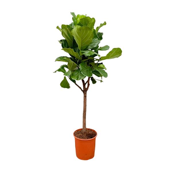 Ficus Lyrata boom - 180cm - ⌀30