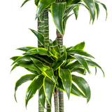 Dracaena Deremensis Dorado ↕ 170 cm hoog  ⟷ 27 cm pot