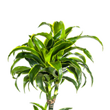 Dracaena Deremensis Dorado ↕ 170 cm hoog  ⟷ 27 cm pot