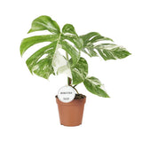 Monstera Deliciosa Variegata  ↕ 40 cm hoog  ⟷ 15 cm pot