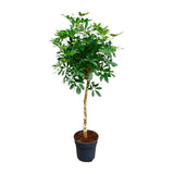 Schefflera op stam ↕ 170 cm hoog  ⟷ 35 cm pot