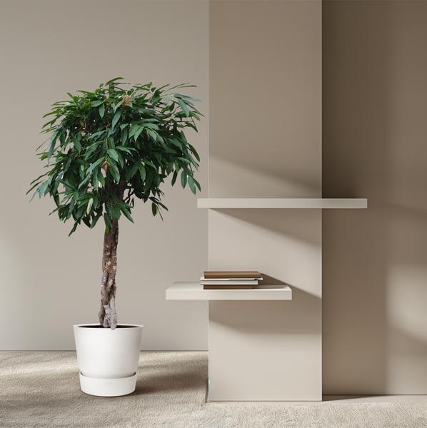 Ficus Amstel King gevlochten stam - 180 cm - ø45