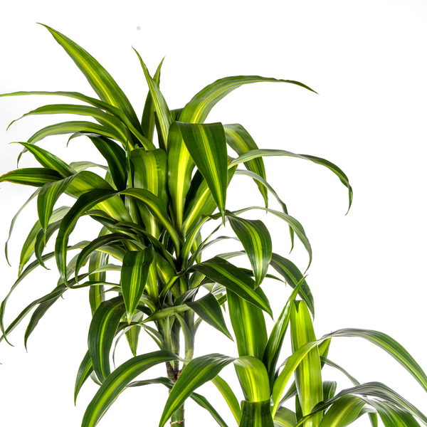 Dracaena Deremensis Hawaiian Sunshine ↕ 170 cm hoog  ⟷ 27 cm pot