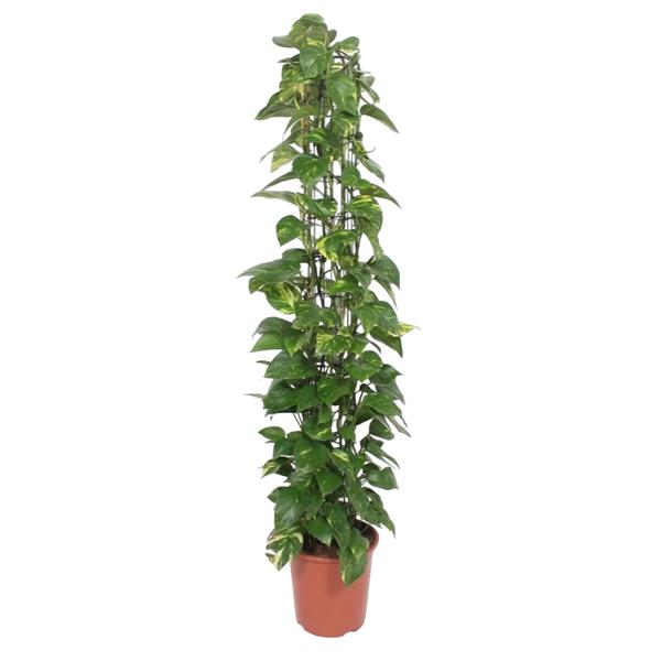 Epipremnum Aureum gaasrek ↕ 150 cm hoog  ⟷ 27 cm pot