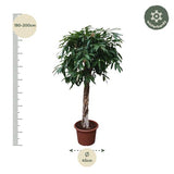 Ficus Amstel King gevlochten stam - 180 cm - ø45