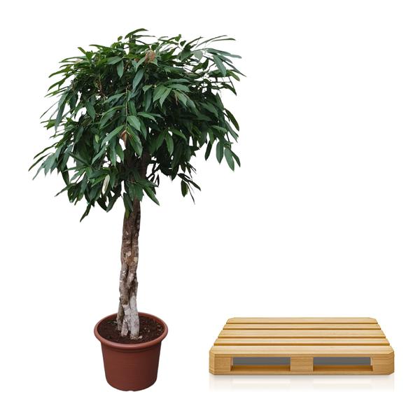 Ficus Amstel King gevlochten stam - 180 cm - ø45