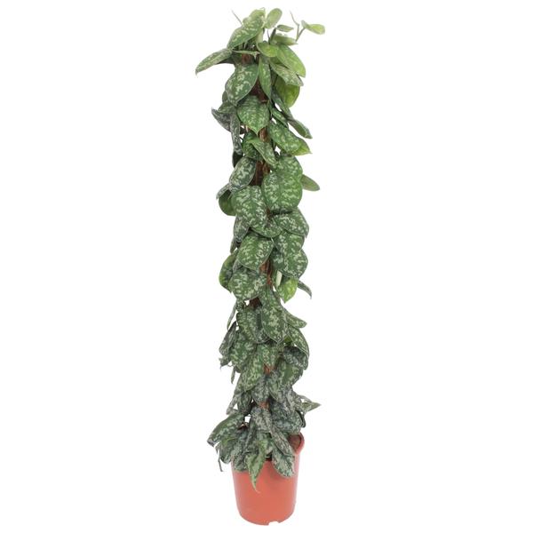 Scindapsus Pictus Trebie mosstok ↕ 150 cm hoog  ⟷ 27 cm pot