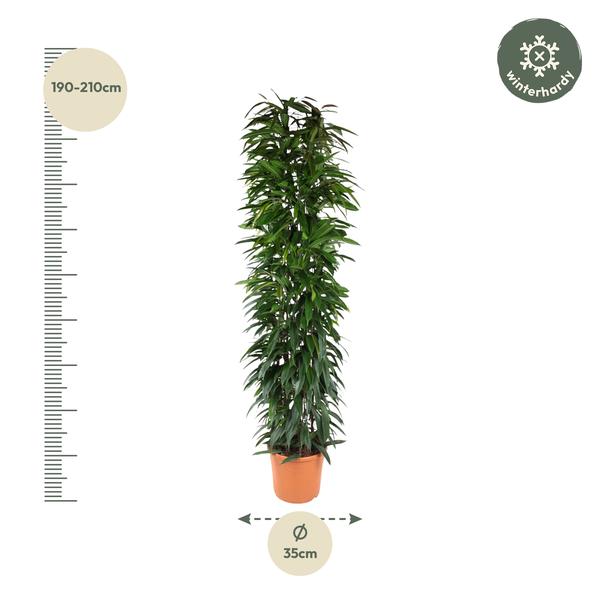 Ficus zuil - 190 cm - ø35