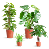 Plantaza Plantenbox - medium - zonder sierpot