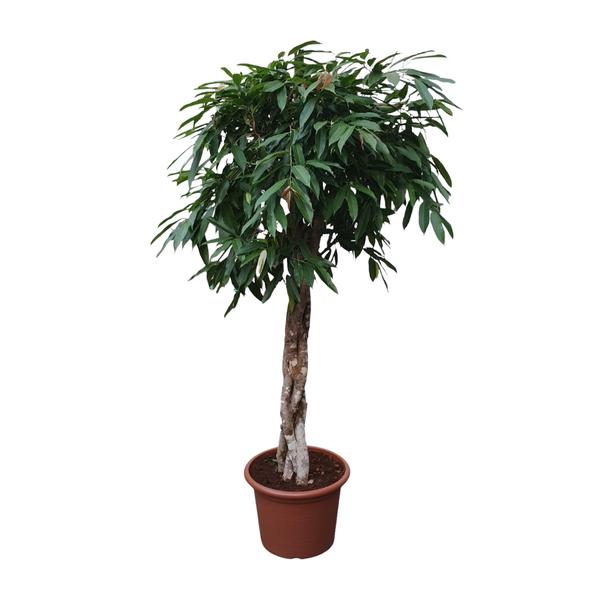 Ficus Amstel King gevlochten stam - 180 cm - ø45