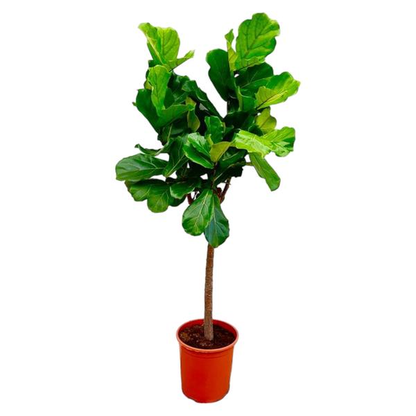 Ficus Lyrata boom ↕ 150 cm hoog  ⟷ 30 cm pot