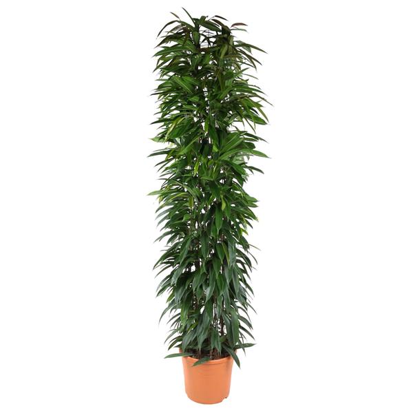 Ficus zuil - 190 cm - ø35