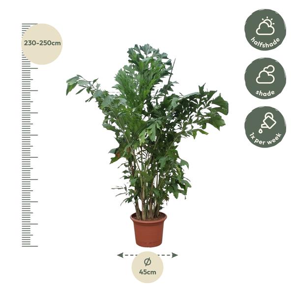 Caryota Mitis - 230 cm - ø45