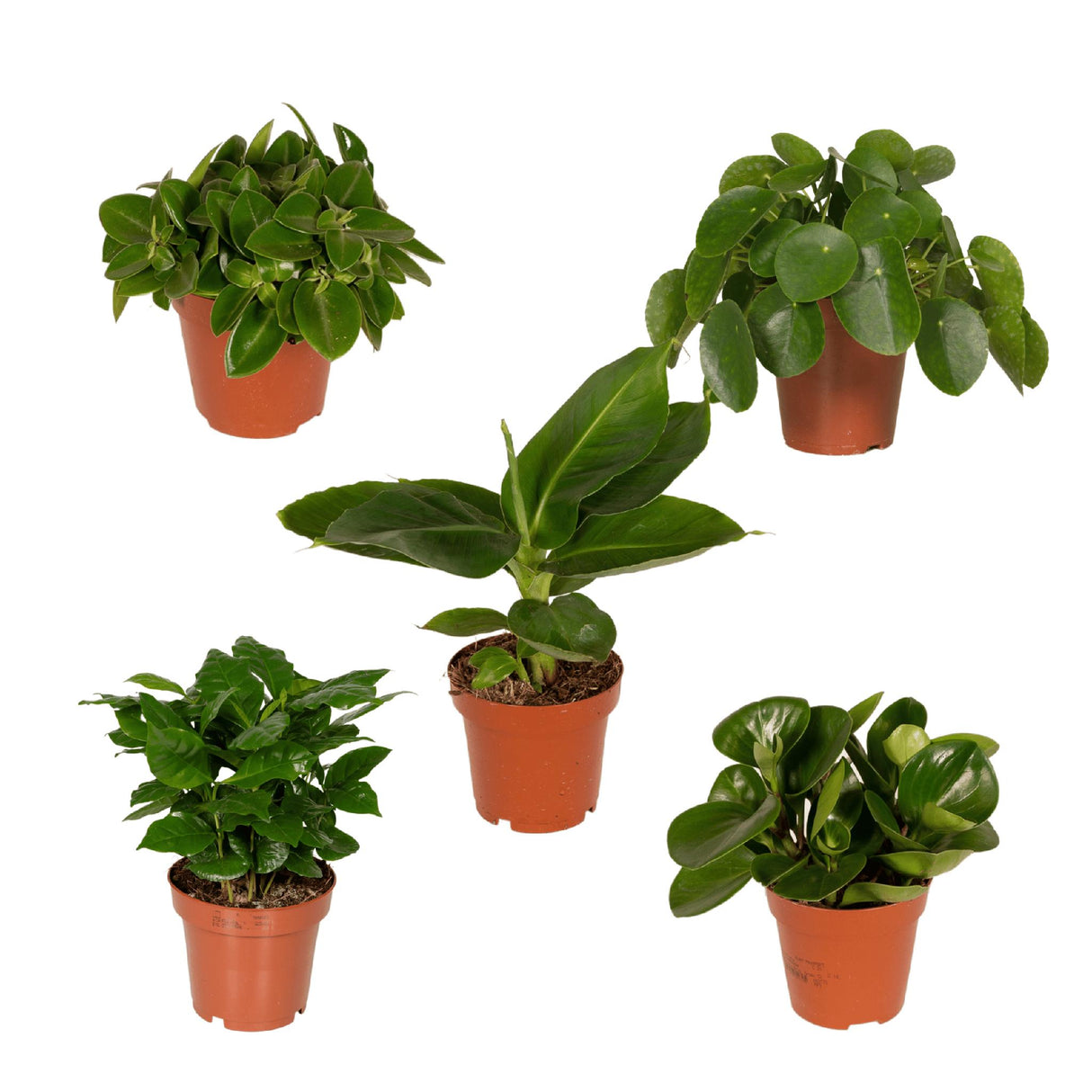 Plantaza Groene Verrassingsbox ↕ 20-30 cm hoog  ⟷ 10-12 cm pot - 5 kamerplanten