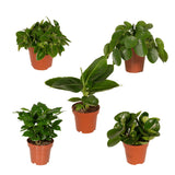 Plantaza Groene Verrassingsbox ↕ 20-30 cm hoog  ⟷ 10-12 cm pot - 5 kamerplanten