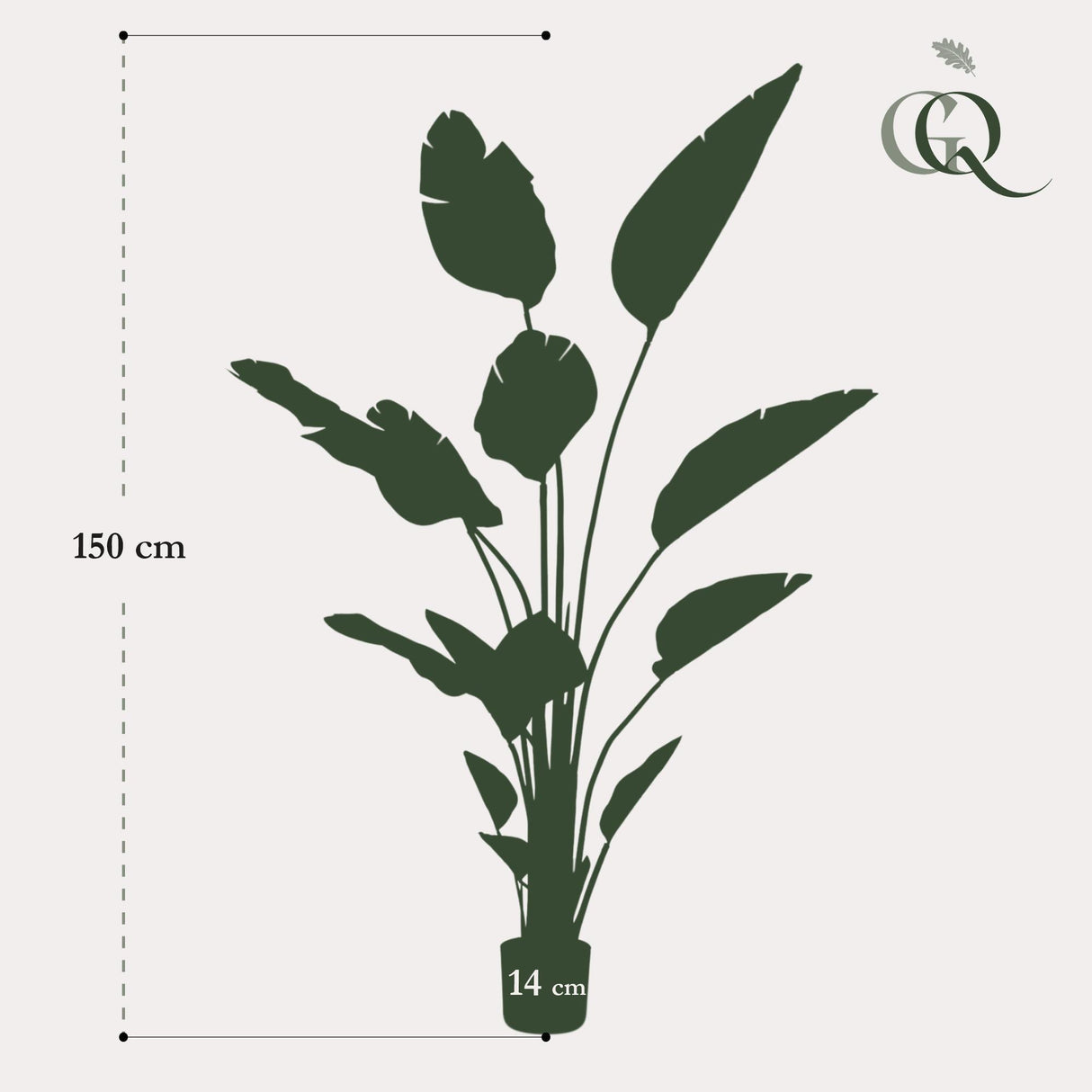 Strelitzia Nicolai - Paradijsvogelbloem - ↕ 150 cm hoog  ⟷ 14 cm pot