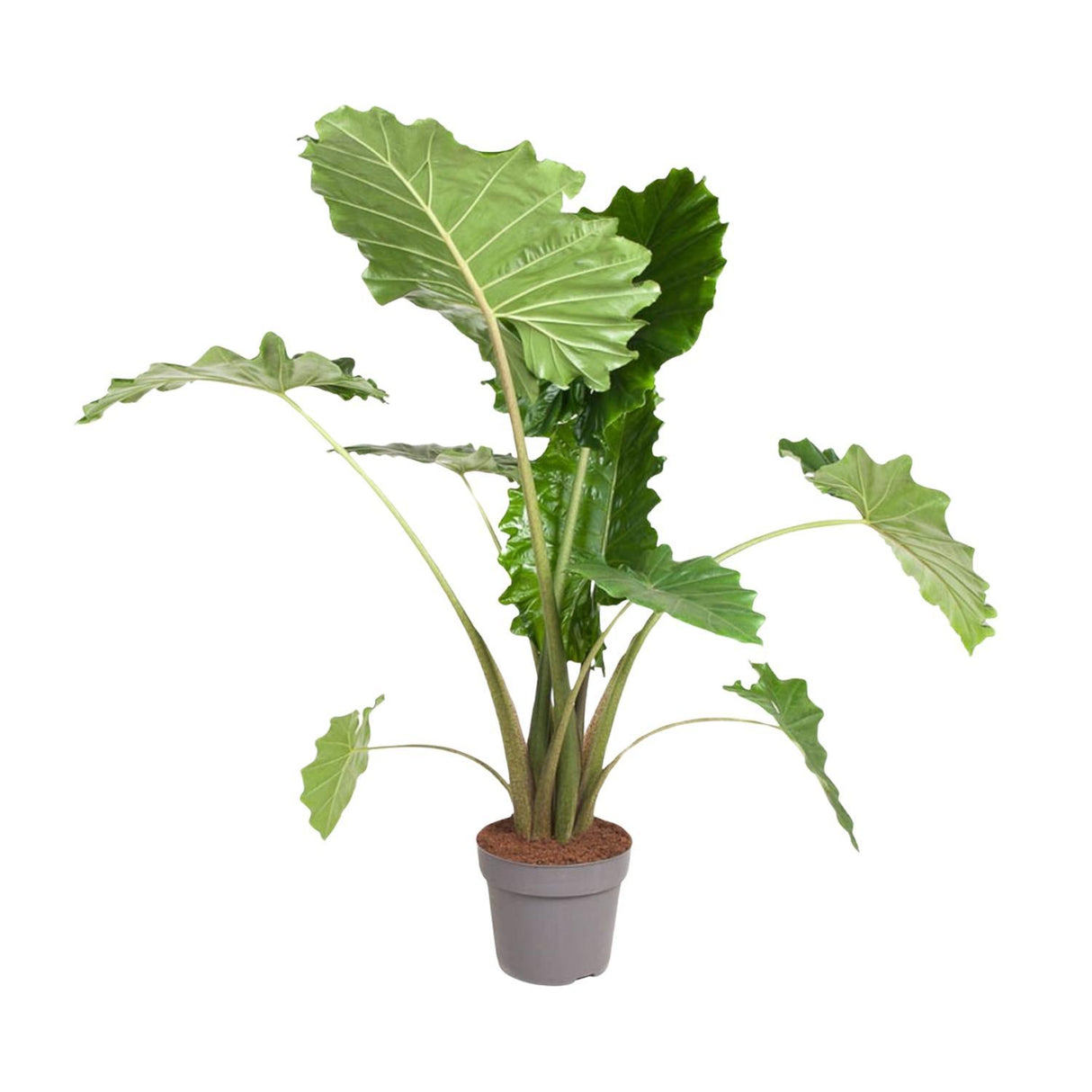 Alocasia Portodora ↕ 150 cm hoog  ⟷ 32 cm pot