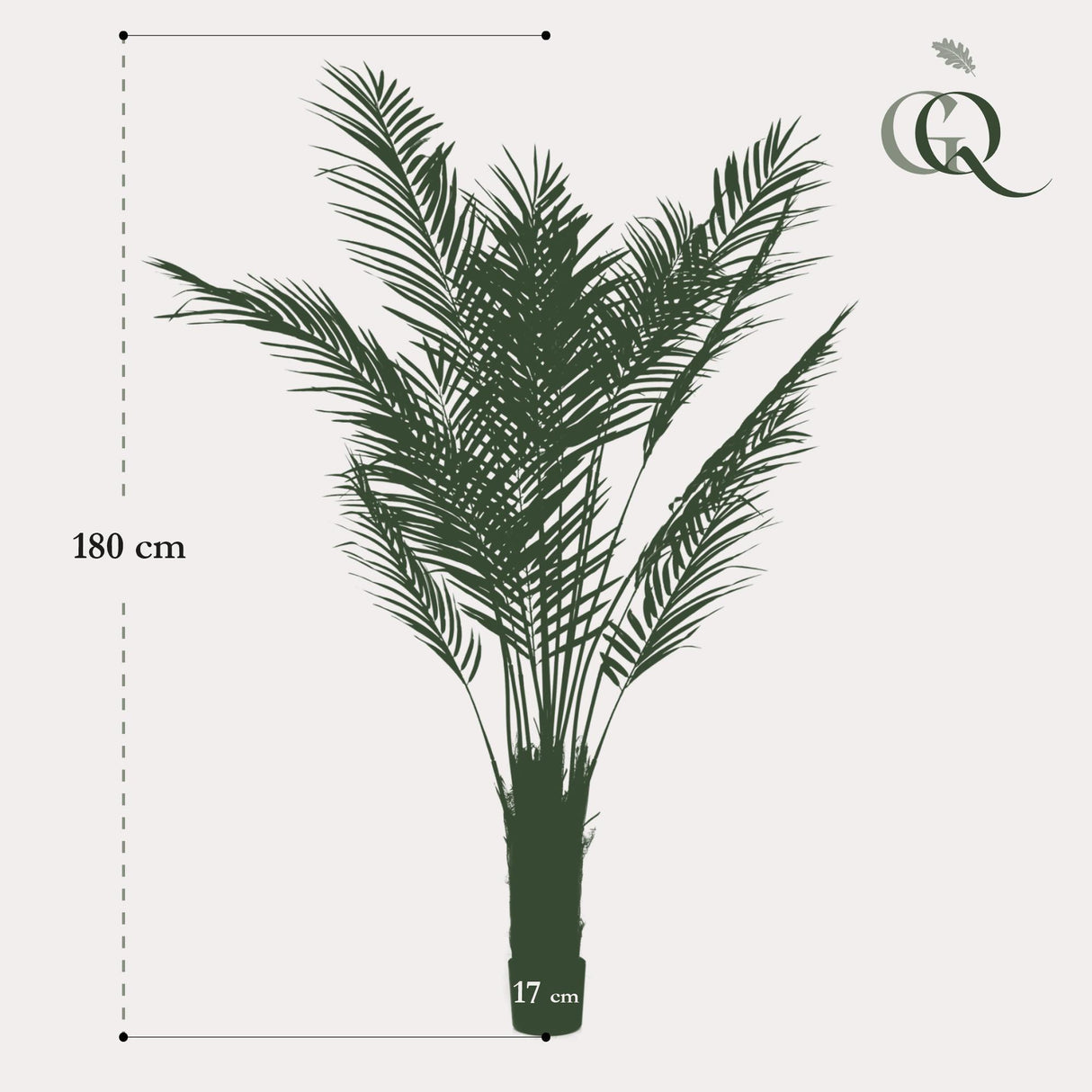 Areca Lutescens - Goudpalm - ↕ 180 cm hoog  ⟷ 17 cm pot