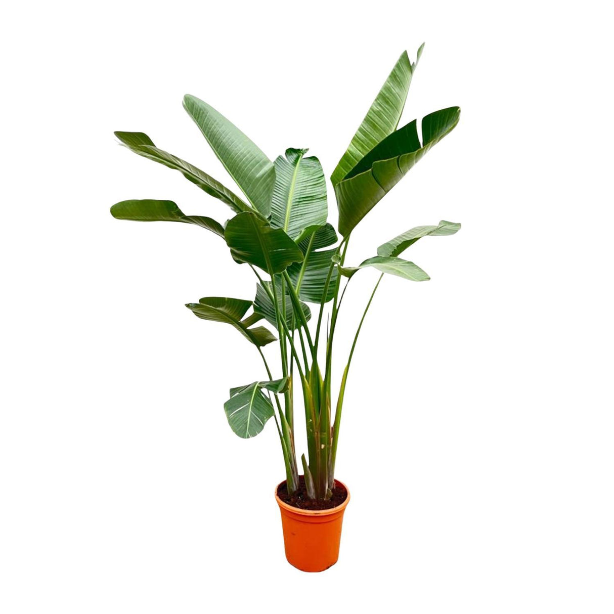 Strelitzia Augusta Luxe ↕ 240 cm hoog  ⟷ 38 cm pot