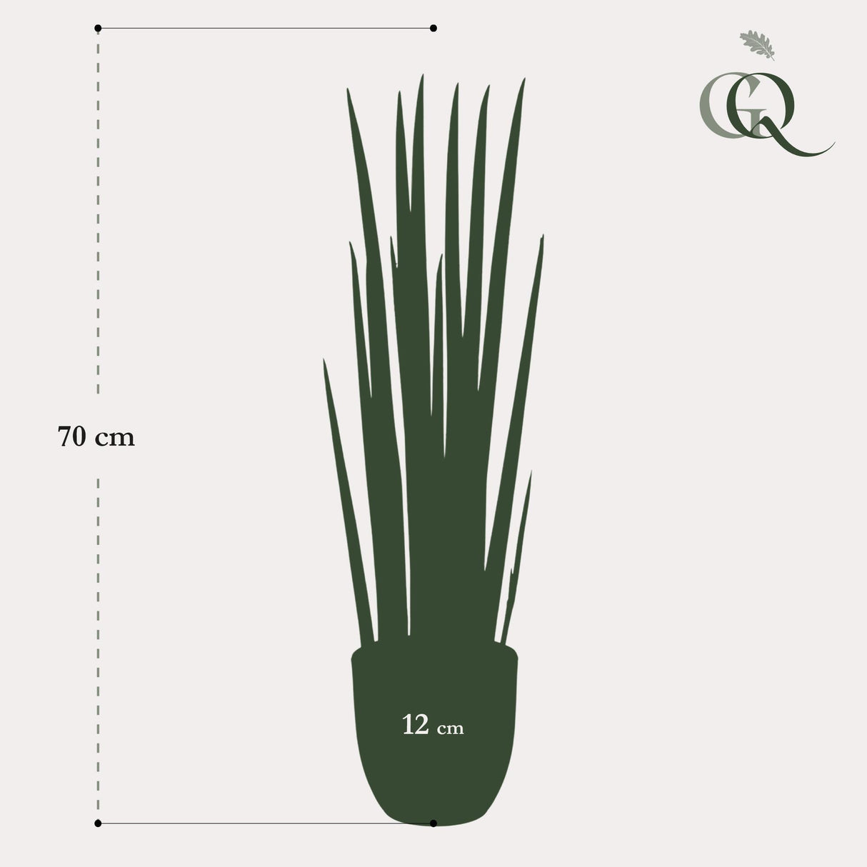 Sanseveria Cylindrica - Vrouwentong - ↕ 70 cm hoog  ⟷ 12 cm pot