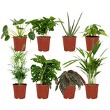 Plantaza Groene Combibox Kantoor - ↕ diversen hoogtes  ⟷ 12 cm pot - 8 kamerplanten