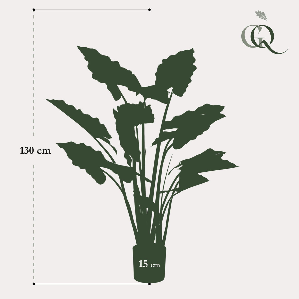 CAROLINA - Colocasia Pink China - Olifantsoor ↕ 130 cm hoog  ⟷ 15 cm pot