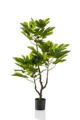 Ficus Carica - Vijgenboom - ↕ 95 cm hoog  ⟷ 12 cm pot