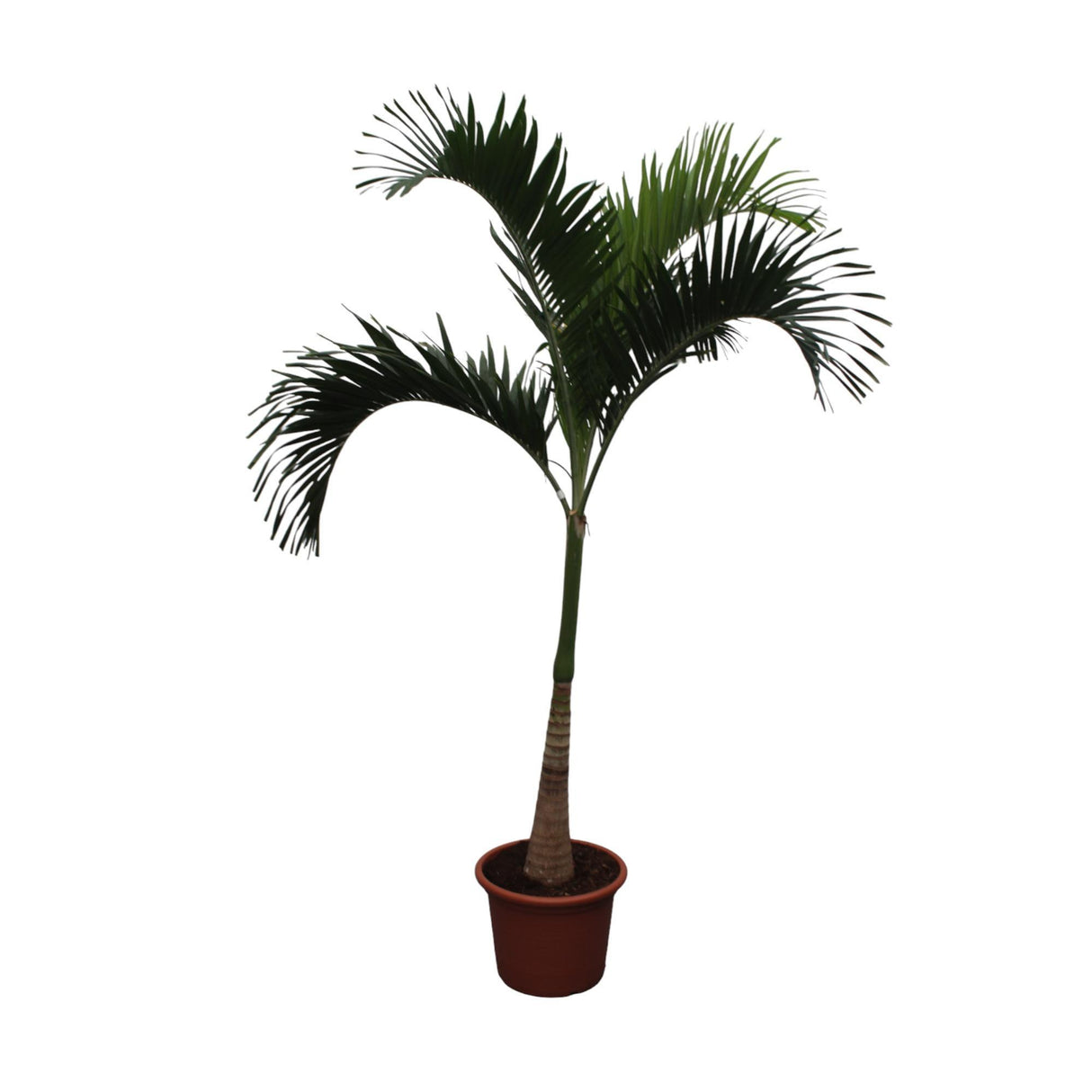 Veitchia Merrillii ↕ 250 cm hoog  ⟷ 50 cm pot